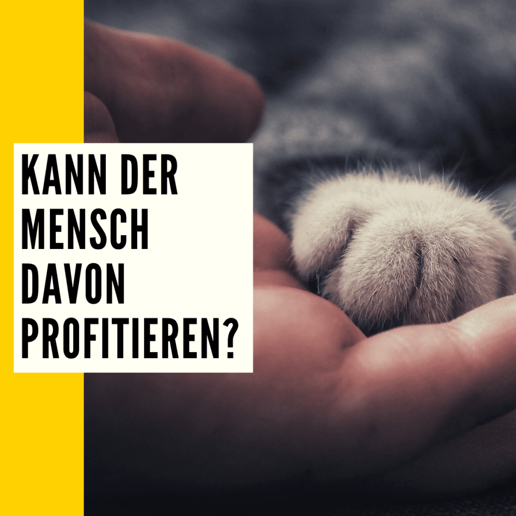 Warum Schnurren Katzen Ursachen Bedeutung Hinweise