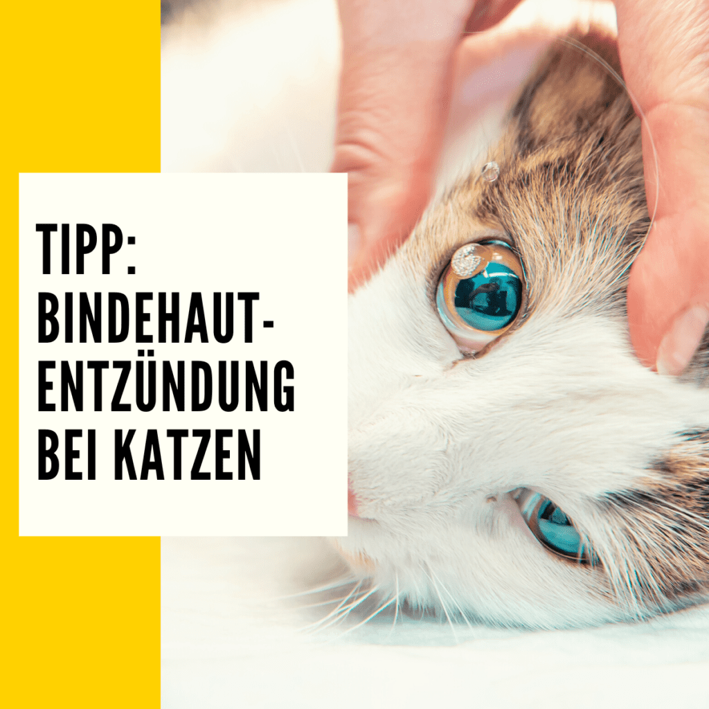 Bindehautentz Ndung Katze Symptome Ursachen Behandlung