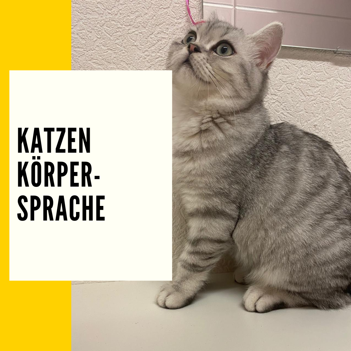 Katzen Körpersprache: Die Wichtigsten Zeichen Einer Katze!