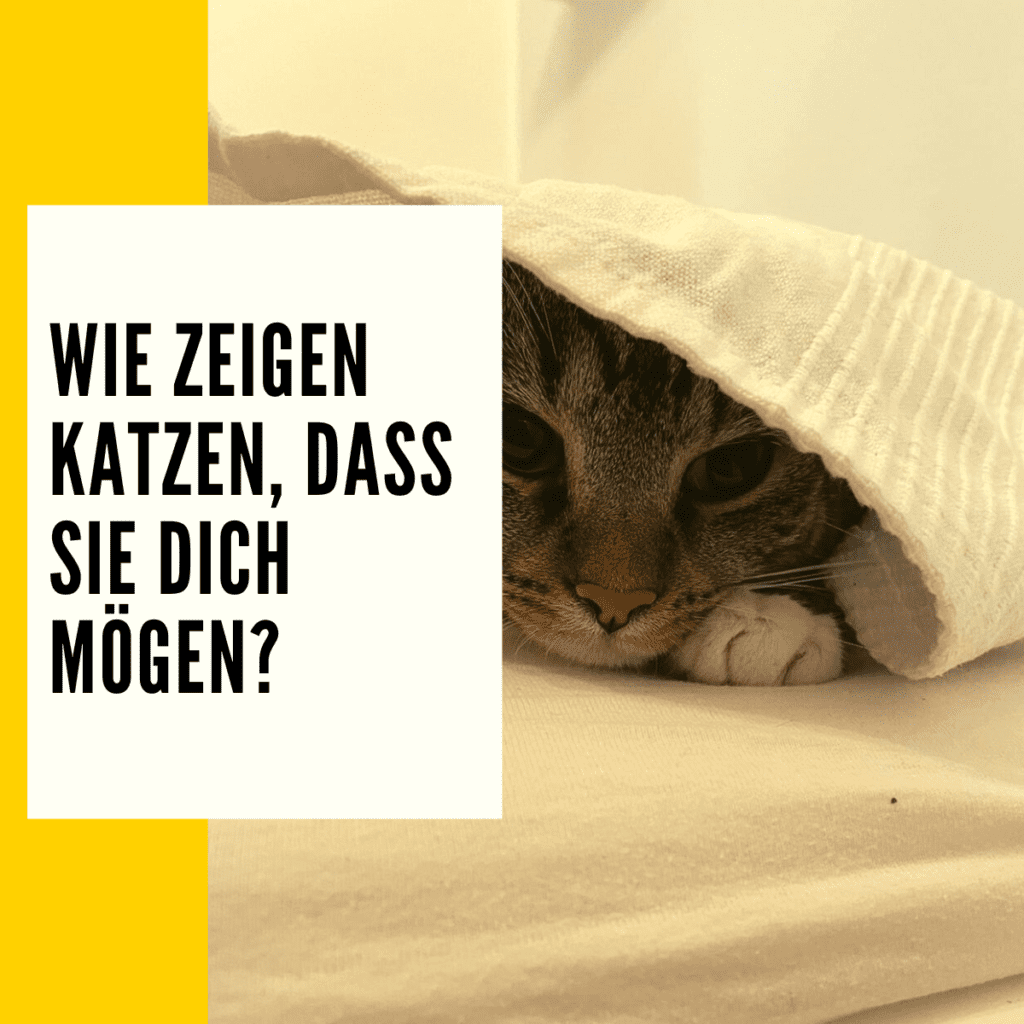 Katzen Körpersprache: Die Wichtigsten Zeichen Einer Katze!